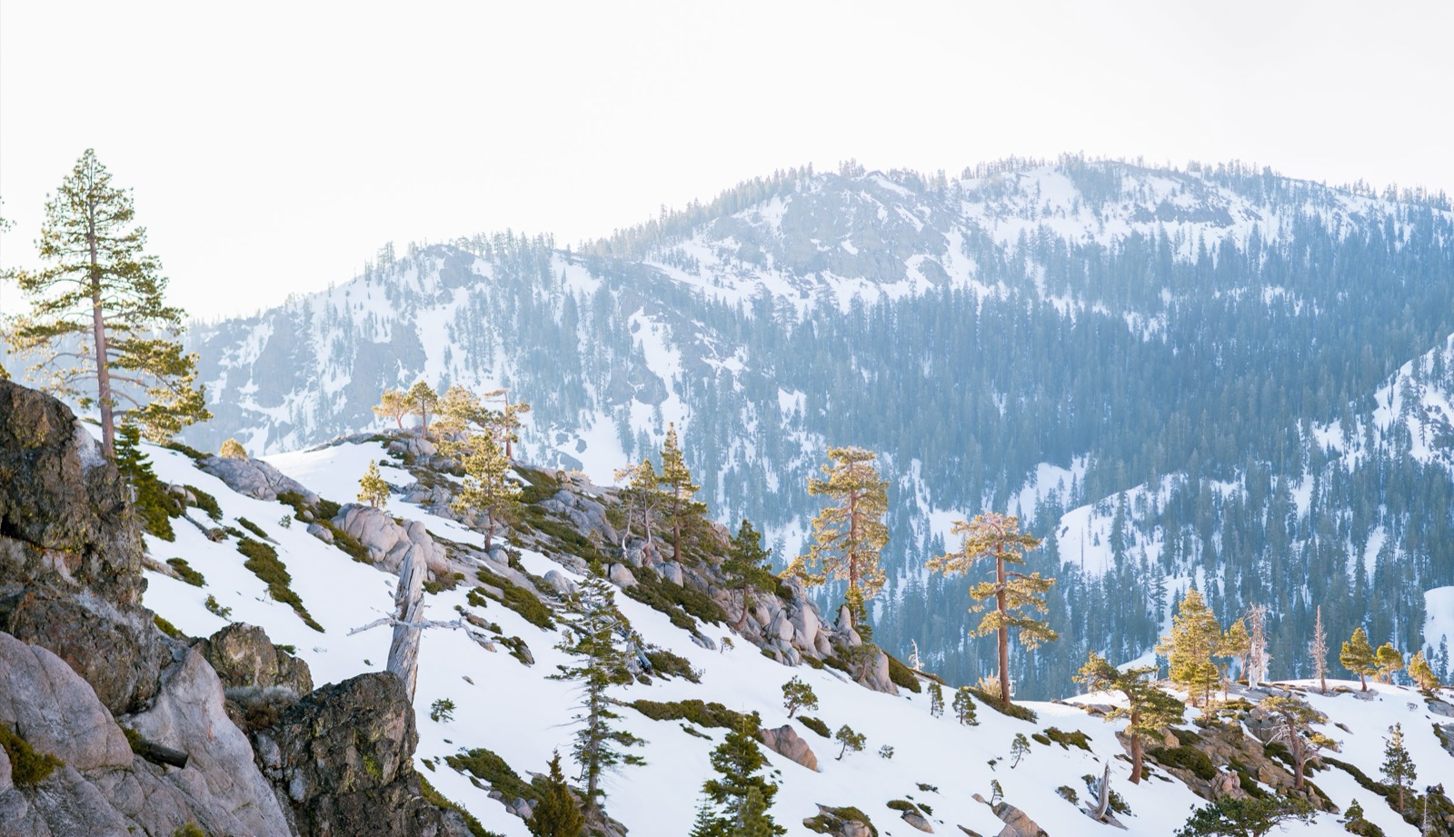 Sierra granite and pines at White Wolf, Alpine Meadows